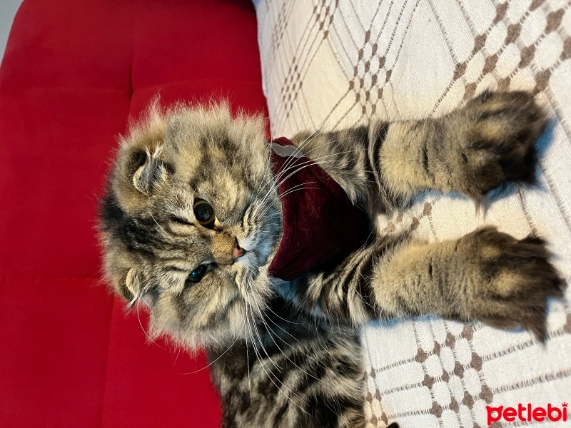 Scottish Fold, Kedi  Balkız fotoğrafı