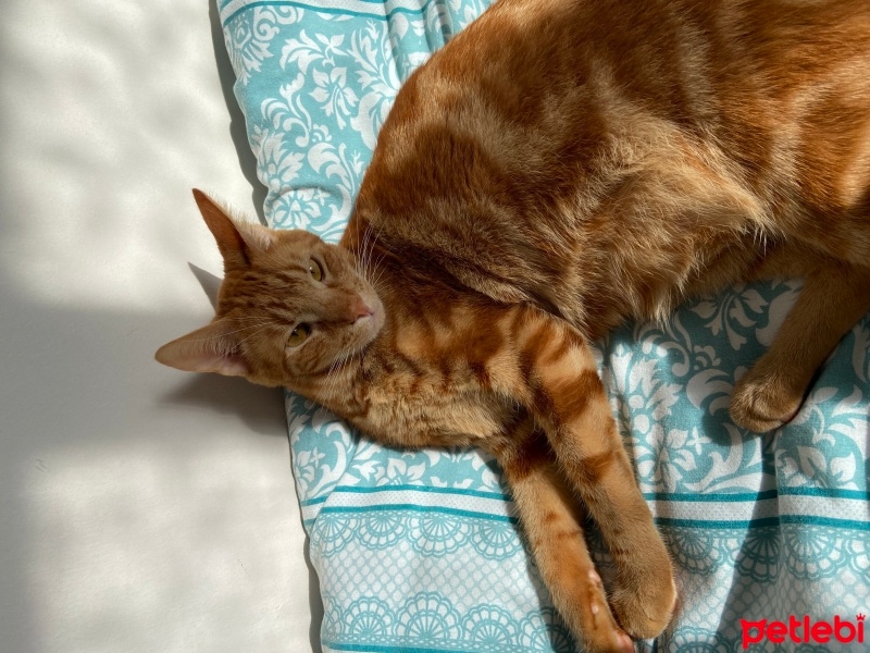 Sarman, Kedi  Fıstık fotoğrafı
