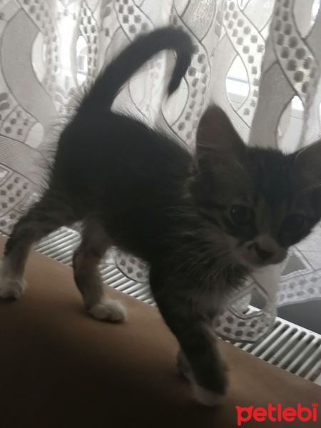 Tekir Kedi, Kedi  Tekila fotoğrafı