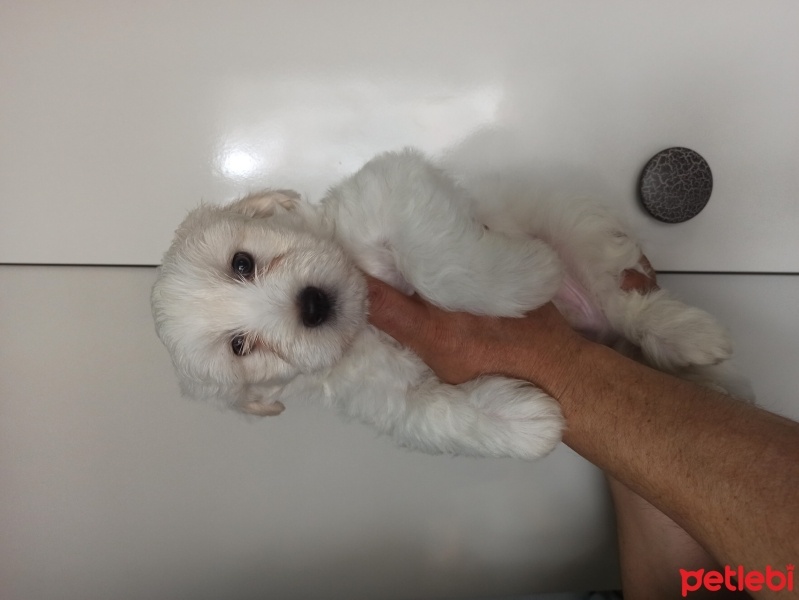 Maltese, Köpek  MALTESE TERRİER YAVRULARIMA YUVA ARIYORUM fotoğrafı