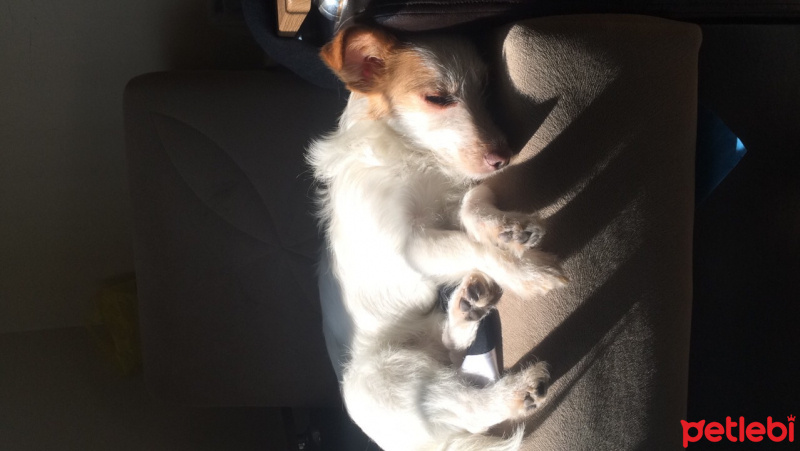 Jack Russell Terrier, Köpek  Marla fotoğrafı