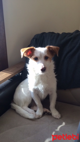 Jack Russell Terrier, Köpek  Marla fotoğrafı