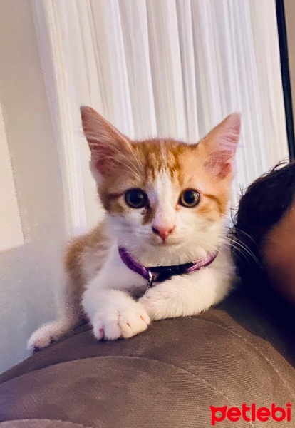 Tekir Kedi, Kedi  Cesur fotoğrafı