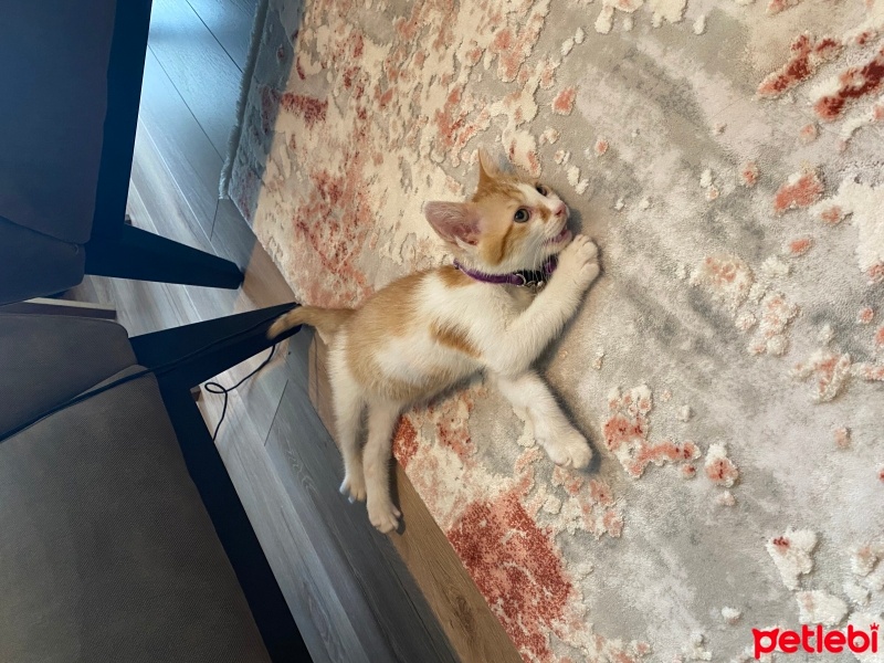 Tekir Kedi, Kedi  Cesur fotoğrafı