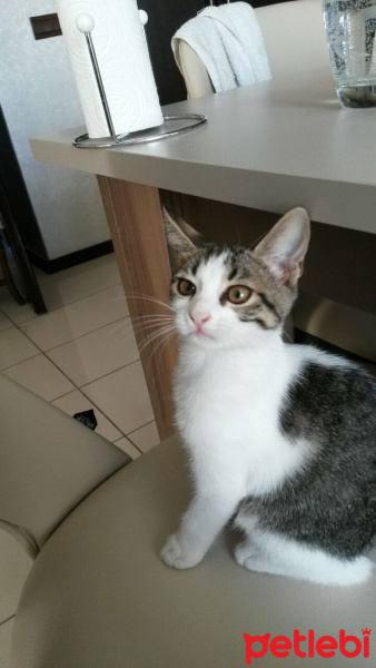 Tekir Kedi, Kedi  Tofita fotoğrafı