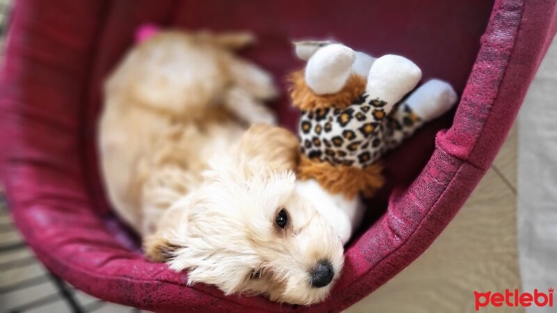 Maltese, Köpek  Kopuk fotoğrafı