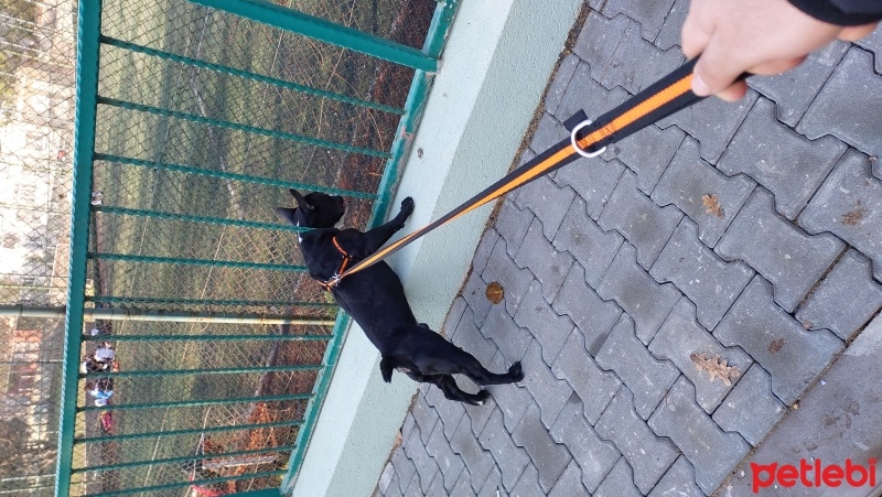 Fransız Bulldog, Köpek  Ares fotoğrafı