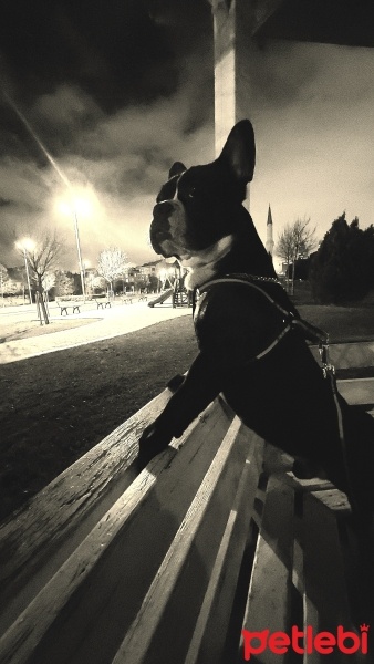 Fransız Bulldog, Köpek  Ares fotoğrafı