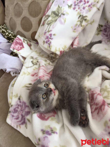 Scottish Fold, Kedi  Zeze fotoğrafı