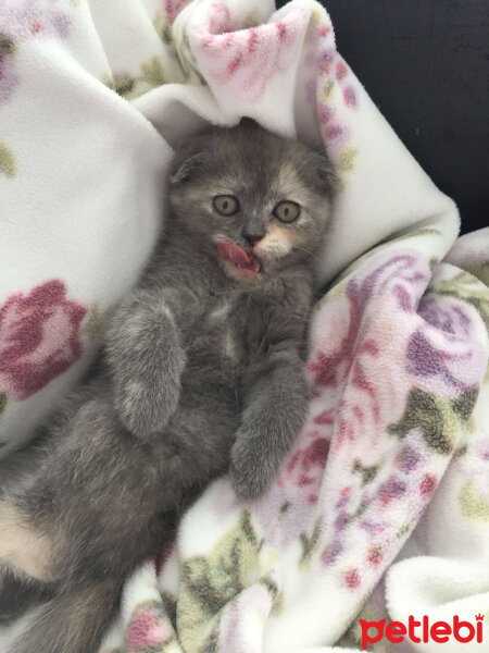 Scottish Fold, Kedi  Zeze fotoğrafı