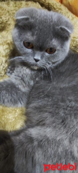 Scottish Fold, Kedi  BİTİ fotoğrafı