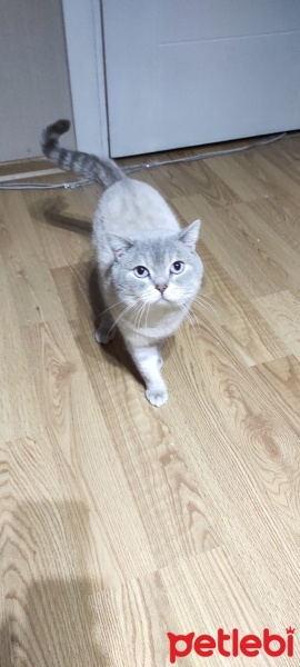 British Shorthair, Kedi  TOSPİK fotoğrafı