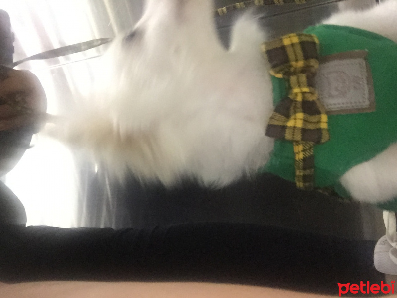 Pomeranyalı, Köpek  Hayta fotoğrafı
