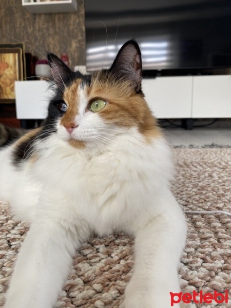 Tekir Kedi, Kedi  Tarçın fotoğrafı