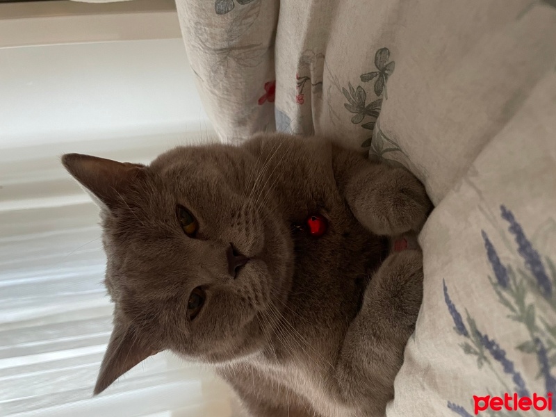 British Shorthair, Kedi  Gölge fotoğrafı