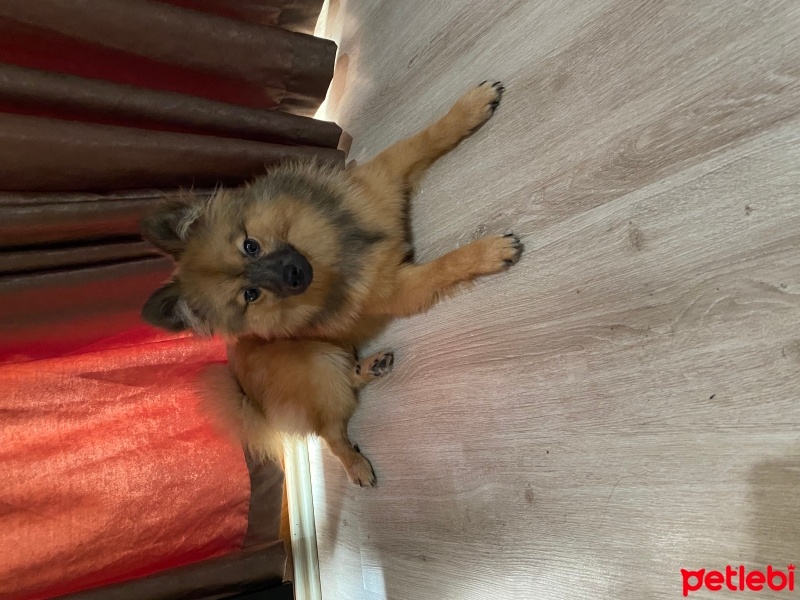 Pomeranyalı, Köpek  Poo fotoğrafı