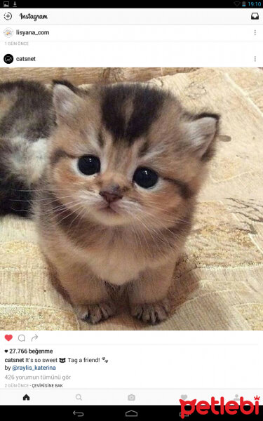 American Curl, Kedi  Maviş fotoğrafı