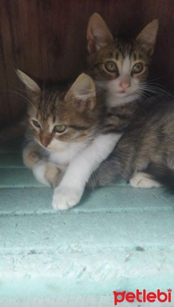 İran Kedisi (Persian), Kedi  Boncuk ve tıfıl fotoğrafı