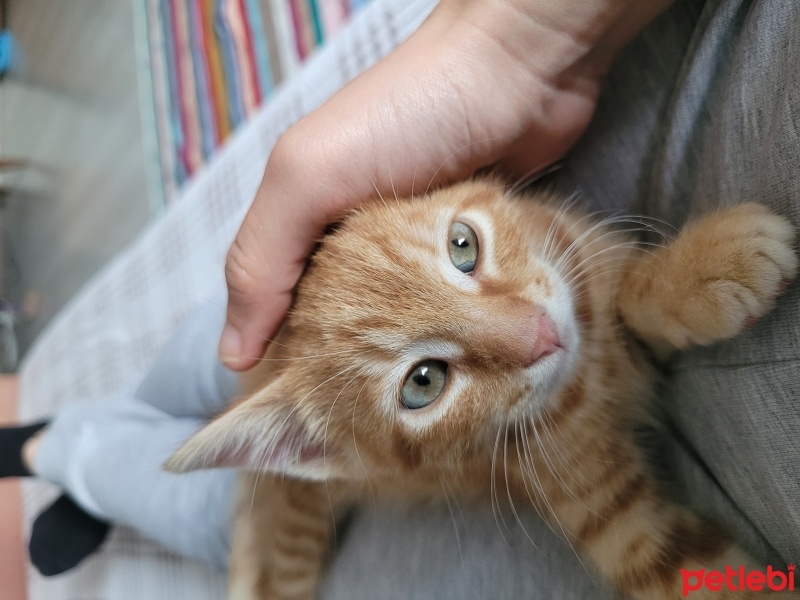Tekir Kedi, Kedi  Karamel fotoğrafı