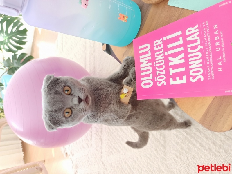 Scottish Fold, Kedi  Minnoş fotoğrafı