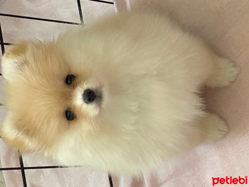 Pomeranyalı, Köpek  Lila fotoğrafı