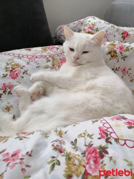 British Shorthair, Kedi  Pamuk fotoğrafı