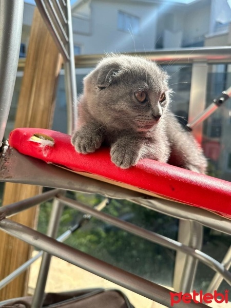 Scottish Fold, Kedi  Mükemmel bir Scottish Fold yavrusu. fotoğrafı