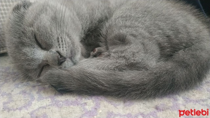 Scottish Fold, Kedi  Mükemmel bir Scottish Fold yavrusu. fotoğrafı