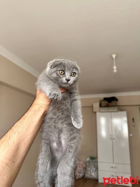 Scottish Fold, Kedi  Mükemmel bir Scottish Fold yavrusu. fotoğrafı