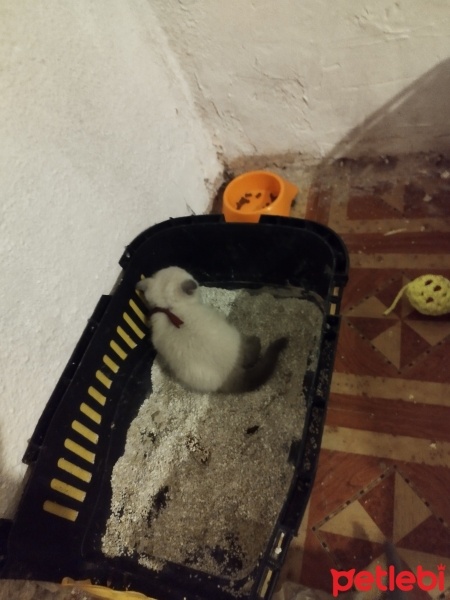 British Shorthair, Kedi  Minnoslarim fotoğrafı