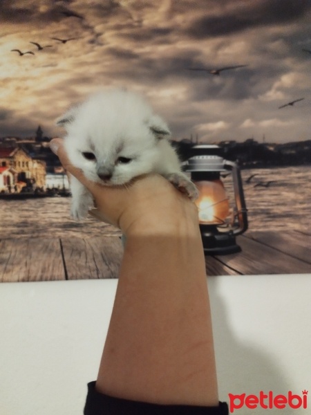 British Shorthair, Kedi  Minnoslarim fotoğrafı