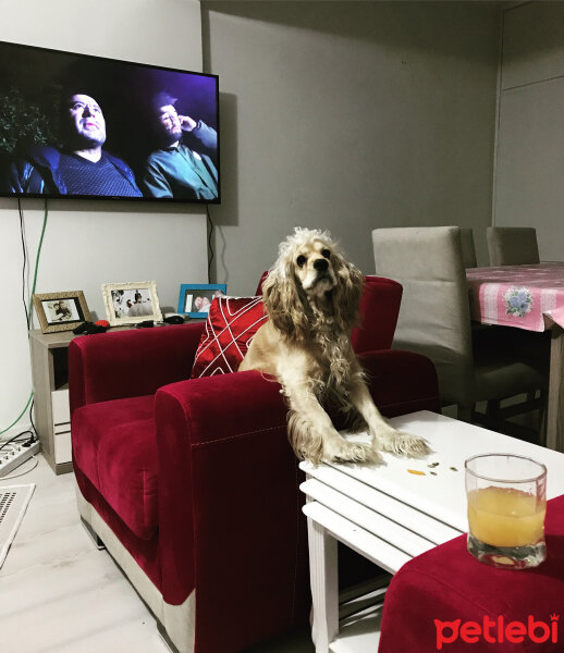 Amerikan Cocker Spaniel, Köpek  Fiona fotoğrafı