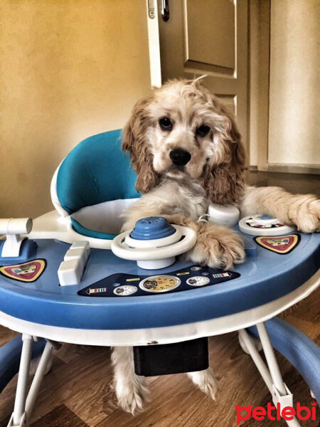 Amerikan Cocker Spaniel, Köpek  Fiona fotoğrafı