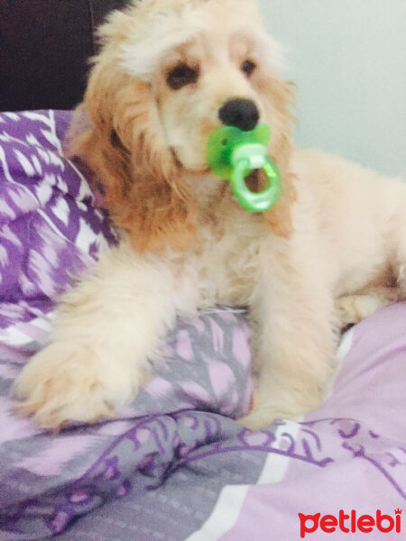 Amerikan Cocker Spaniel, Köpek  Fiona fotoğrafı