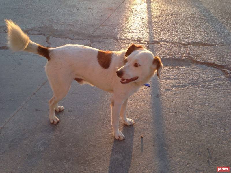 Sokö (Sokak Köpeği), Köpek  hektor fotoğrafı