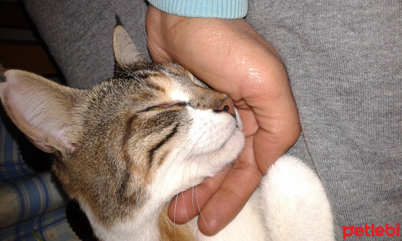 Soke, Kedi  Şirin fotoğrafı