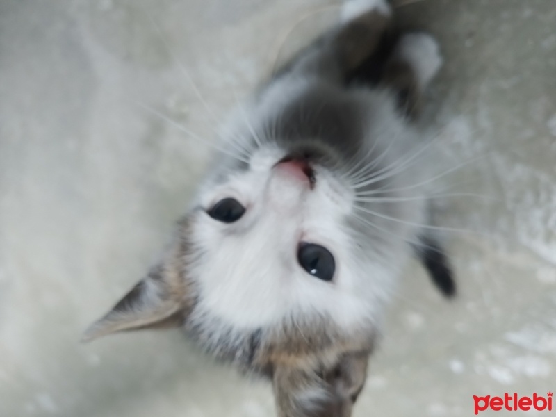 Tekir Kedi, Kedi  KÜÇÜK AGA fotoğrafı