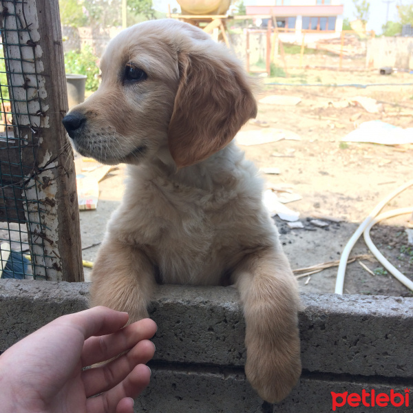 Golden Retriever, Köpek  Balım fotoğrafı