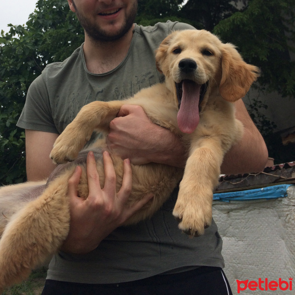 Golden Retriever, Köpek  Balım fotoğrafı