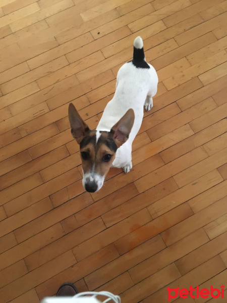 Jack Russell Terrier, Köpek  Fiko fotoğrafı