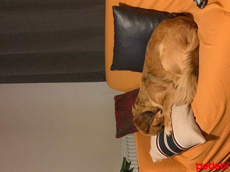 Golden Retriever, Köpek  Oliver fotoğrafı