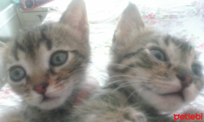 Tekir Kedi, Kedi  Tekir fotoğrafı