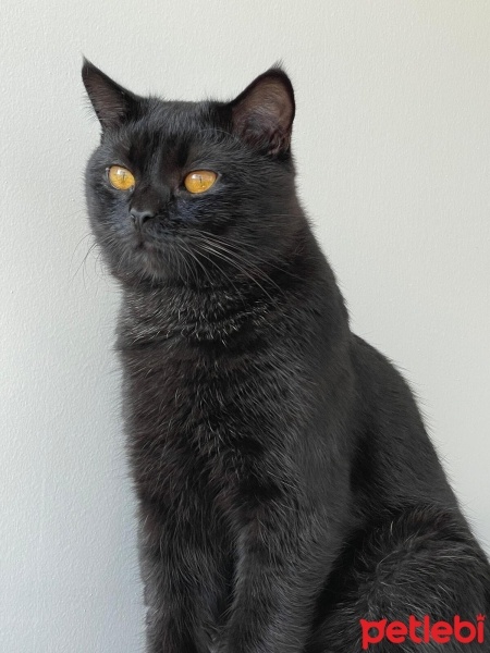 British Longhair, Kedi  Gece fotoğrafı