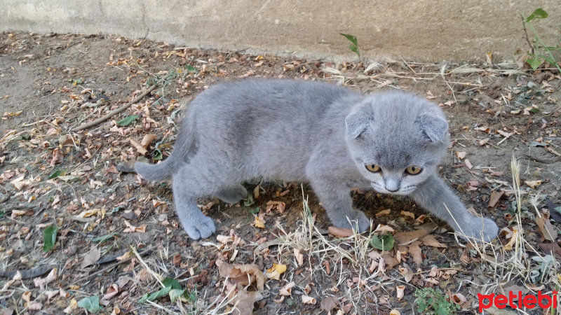 Scottish Fold, Kedi  Scottish fold_ fotoğrafı