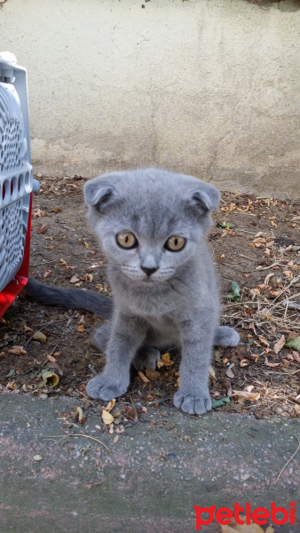 Scottish Fold, Kedi  Scottish fold_ fotoğrafı