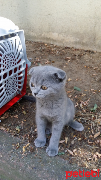 Scottish Fold, Kedi  Scottish fold_ fotoğrafı