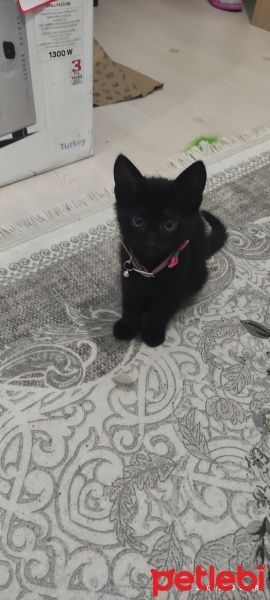 Bombay, Kedi  KÖMÜR fotoğrafı
