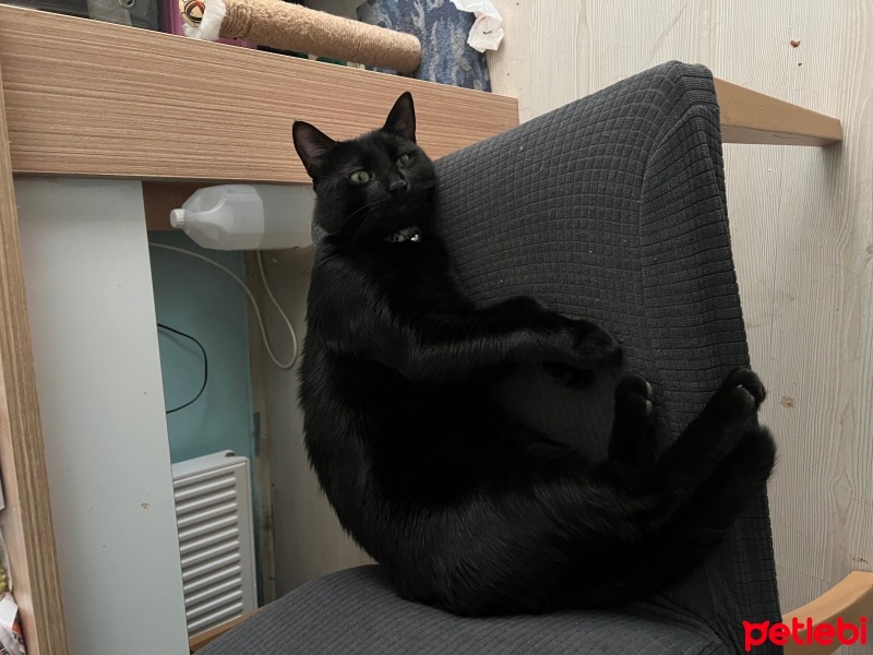 Bombay, Kedi  KÖMÜR fotoğrafı