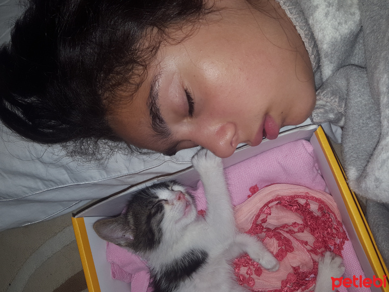 Tekir Kedi, Kedi  isimsiz fotoğrafı