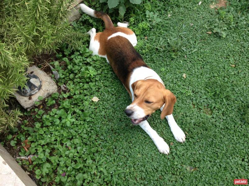 Beagle, Köpek  Çiko fotoğrafı